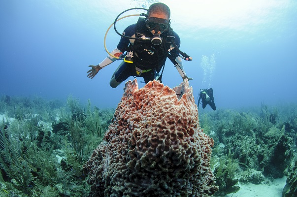 Belize Barrier Reef