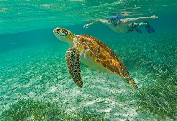 Snorkel