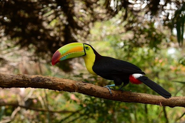 Belize Zoo