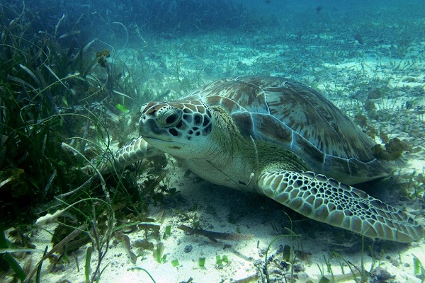 Sea turtle