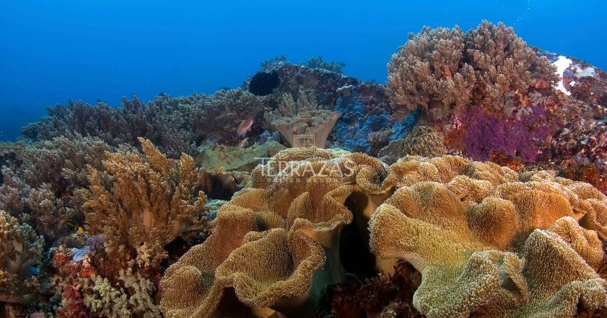 Belize Barrier Reef