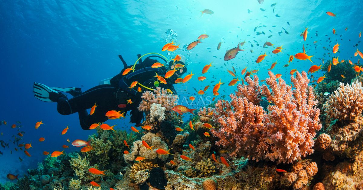 A diver exploring the Belize Barrier Reef.