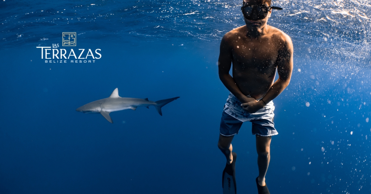 A snorkeling enthusiast swimming next to a benign baby shark.