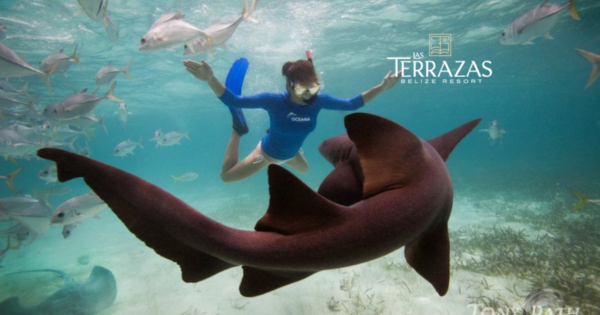 A Las Terrazas visitor snorkeling next to a nurse shark.