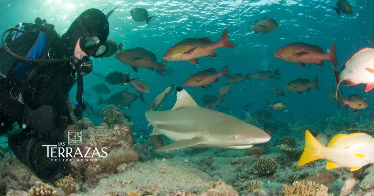 Scuba along the Belize Barrier Reef!