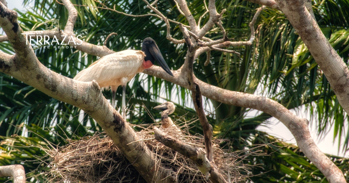 A Jabiru spotted in the Belize Zoo!