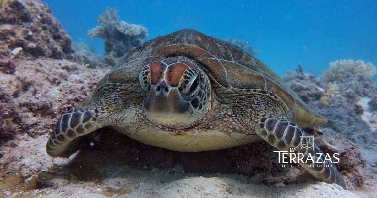 The perfect time to visit the Belize Barrier Reef is... now!
