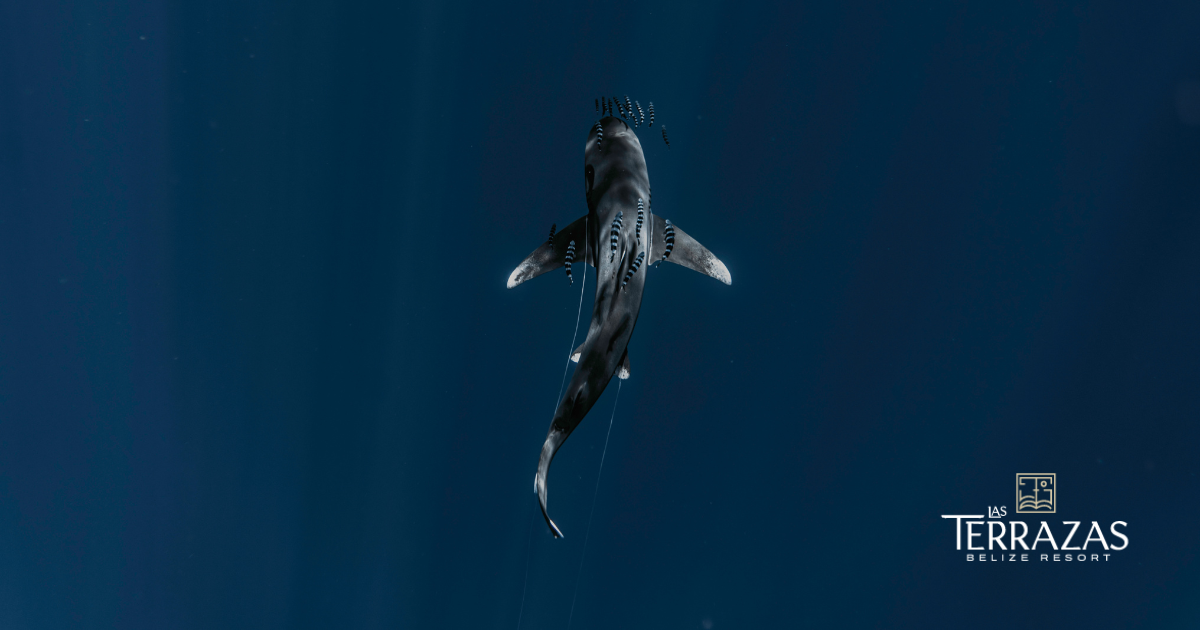 Whale sharks & marine life encounters